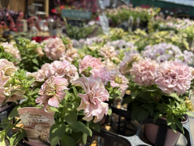 ガーデンショップの花苗と講習会情報(2026年6月24日)