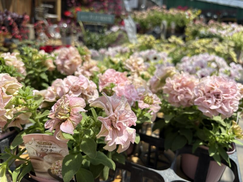 ガーデンショップの花苗と講習会情報（2026年6月24日）