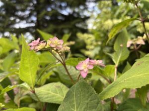 アジサイ深山八重紫