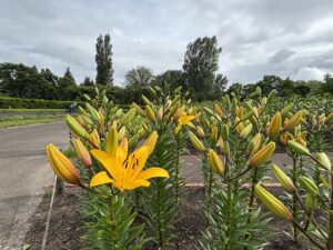開花を始めたLAハイブリッド‘イエローダイヤモンド’