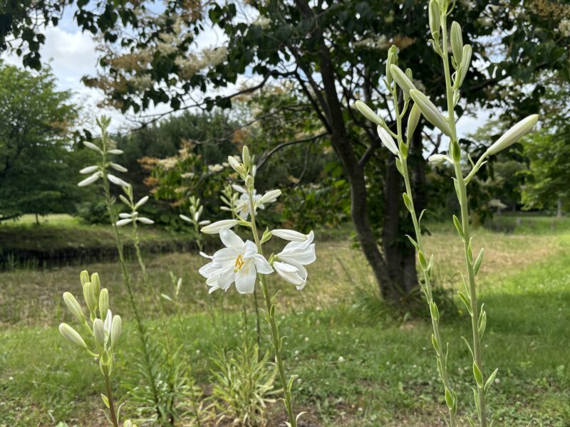 開花情報（マドンナリリーや中央花壇の様子、世界の庭園ではアジサイやスイレン）2026年6月26日