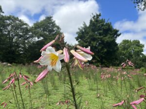 開花を始めたリーガルリリー