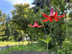 ベル状の花が咲くリリウム カナデンセ ルブルム