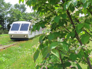 公園東側のヤマボウシ横を通過するリリートレイン