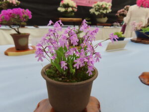 イワチドリ