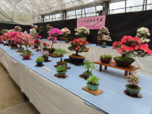 さつき花季展会場の様子