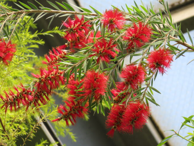 個性的な花姿を楽しめる植物たち(2026年6月12日)