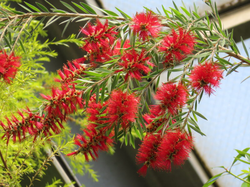 個性的な花姿を楽しめる植物たち(2026年6月12日)