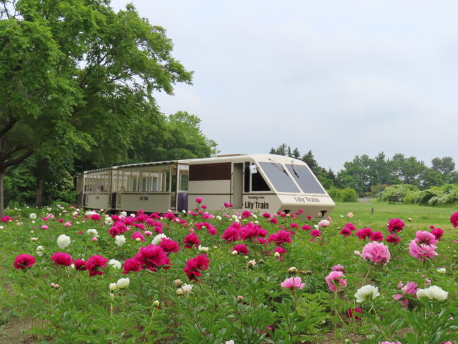 本日の百合が原公園(2026年6月15日)