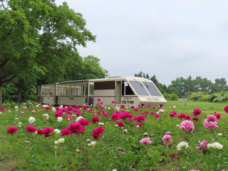 本日の百合が原公園（2026年6月15日）