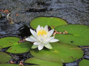 瀋芳園のスイレン