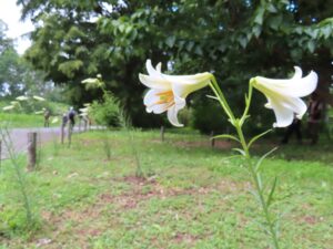 リーガルリリーの白花変種