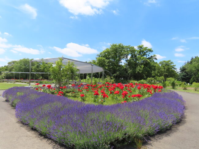 本日の百合が原公園（バラ、ラベンダー、ユリ）2026年6月30日