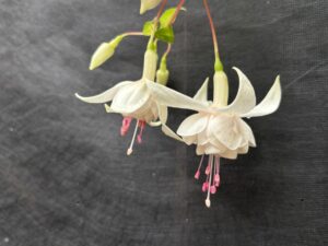 フクシア　イーグルメイド