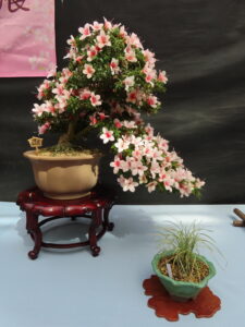 さつき‘日の丸’　添え竜のひげ白竜