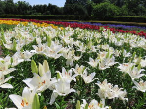 7月上旬の中央花壇では三色のユリが満開