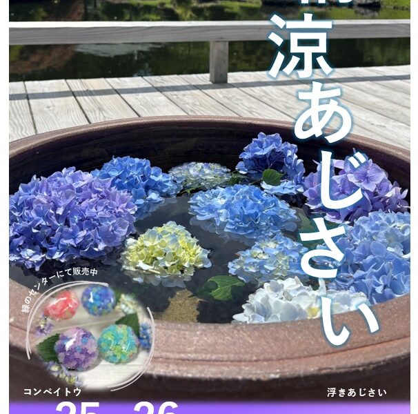 好評につき今週末も「納涼アジサイ」（2026年7月23日）