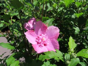 ムクゲ ‘鳥取花笠’