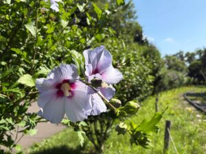 紫色のムクゲ‘夏空’
