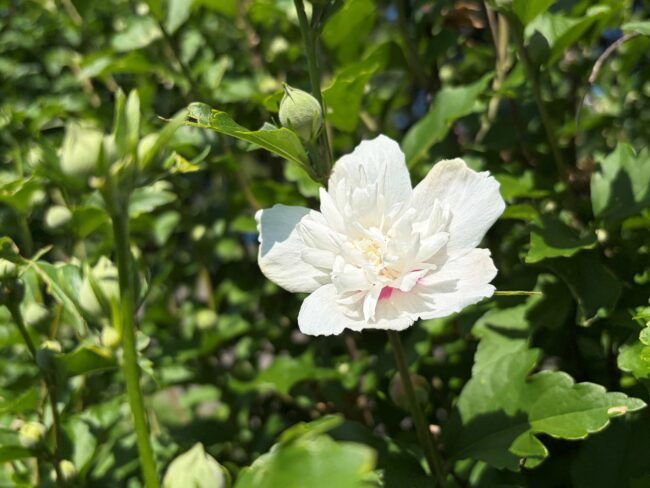 真夏の花 ムクゲ開花中です（2026年7月28日）