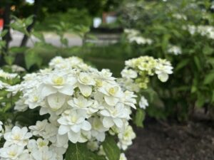 白いアジサイ 富士の滝