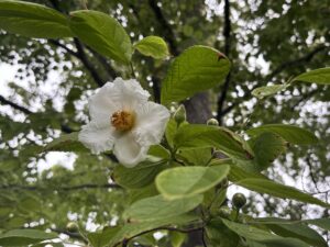 白く大きな花をさかせていたナツツバキ