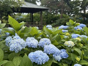 日本庭園のアジサイ