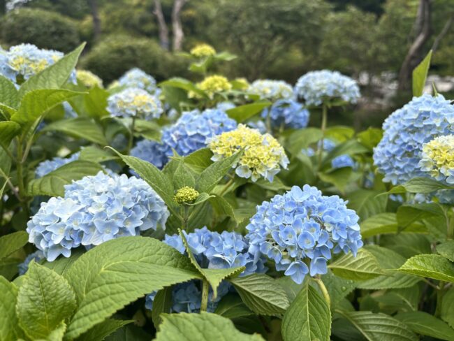 本日の百合が原公園(2026年7月9日)