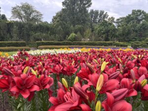 赤いユリも満開の中央花壇
