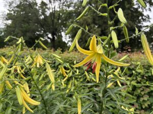 オーレリアンハイブリッド‘天の川’