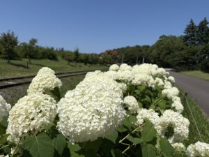真っ白なアジサイ アナベルも見頃