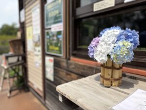 世界の庭園受付のアジサイ
