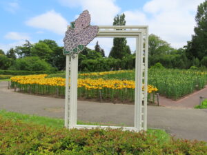 黄色のユリが見頃を迎えている中央花壇