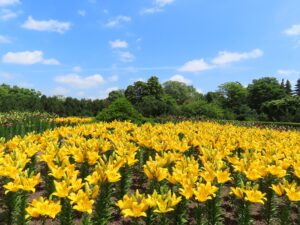 黄色のユリが満開の中央花壇