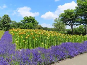 花壇を縁取るラベンダーは満開、オレンジ色のつぼみも