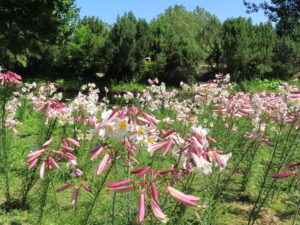 リーガルリリーの大群落