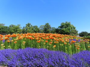 ラベンダーとオレンジ色のユリが見頃を迎えた星形花壇