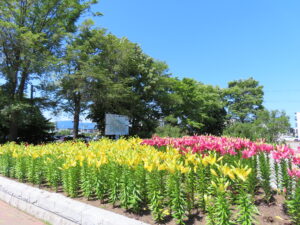 花木園の三角花壇では3色のユリ