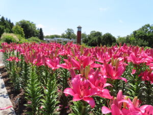 花木園の三角花壇では3色のユリ