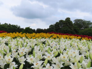 中央花壇では白いユリの他黄色と赤いユリも満開