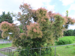公園東側のスモークツリー