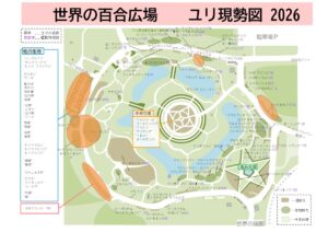 ユリの現製図2026.7.27