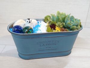 多肉植物(ペンギン付き)