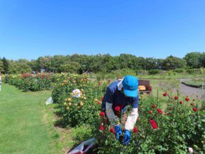 ダリアの花がら摘みや除草作業の様子