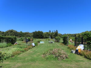 かおりの庭の除草作業をするクローバーさん