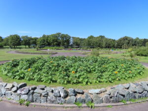 ヒマワリが咲き始めている丸い花壇