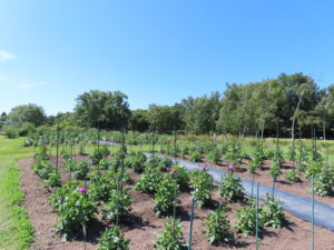 一部開花が始まったダリア園