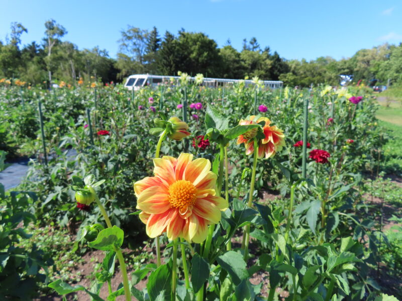 本日の百合が原公園（2026年8月14日）