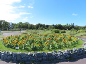 公園東側の丸型花壇ではヒマワリが見頃