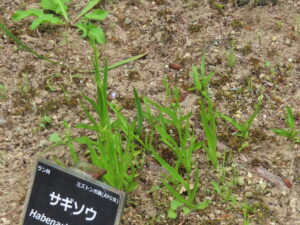 サギソウの蕾